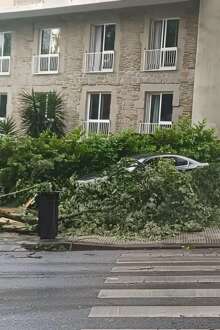 Árvore caída junto à estrada e carros, em Viseu.